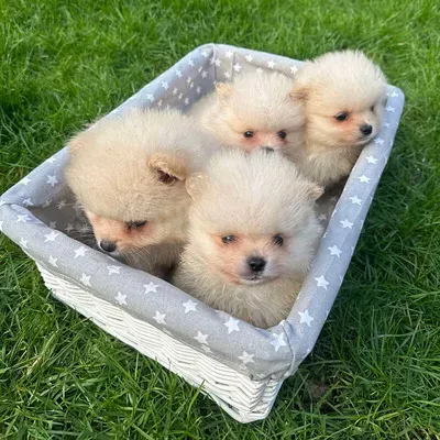 Pomeranian puppy's for sale 