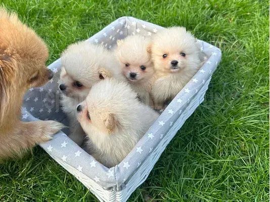 Pomeranian puppy's for sale 