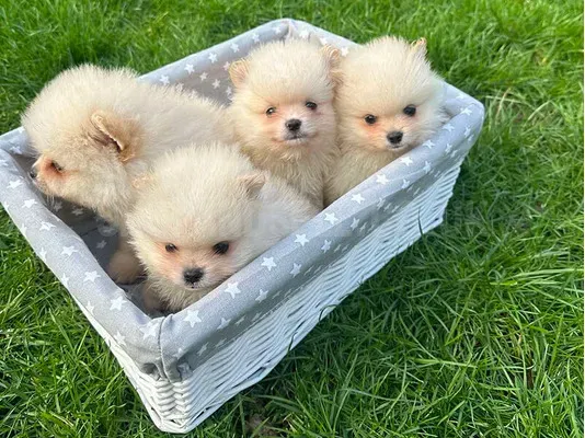 Pomeranian puppy's for sale 