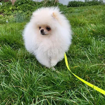 Pomeranian puppy's for sale 