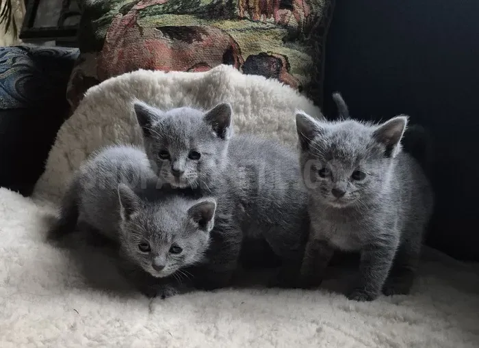 Russian blue kittens for sale - male and female 