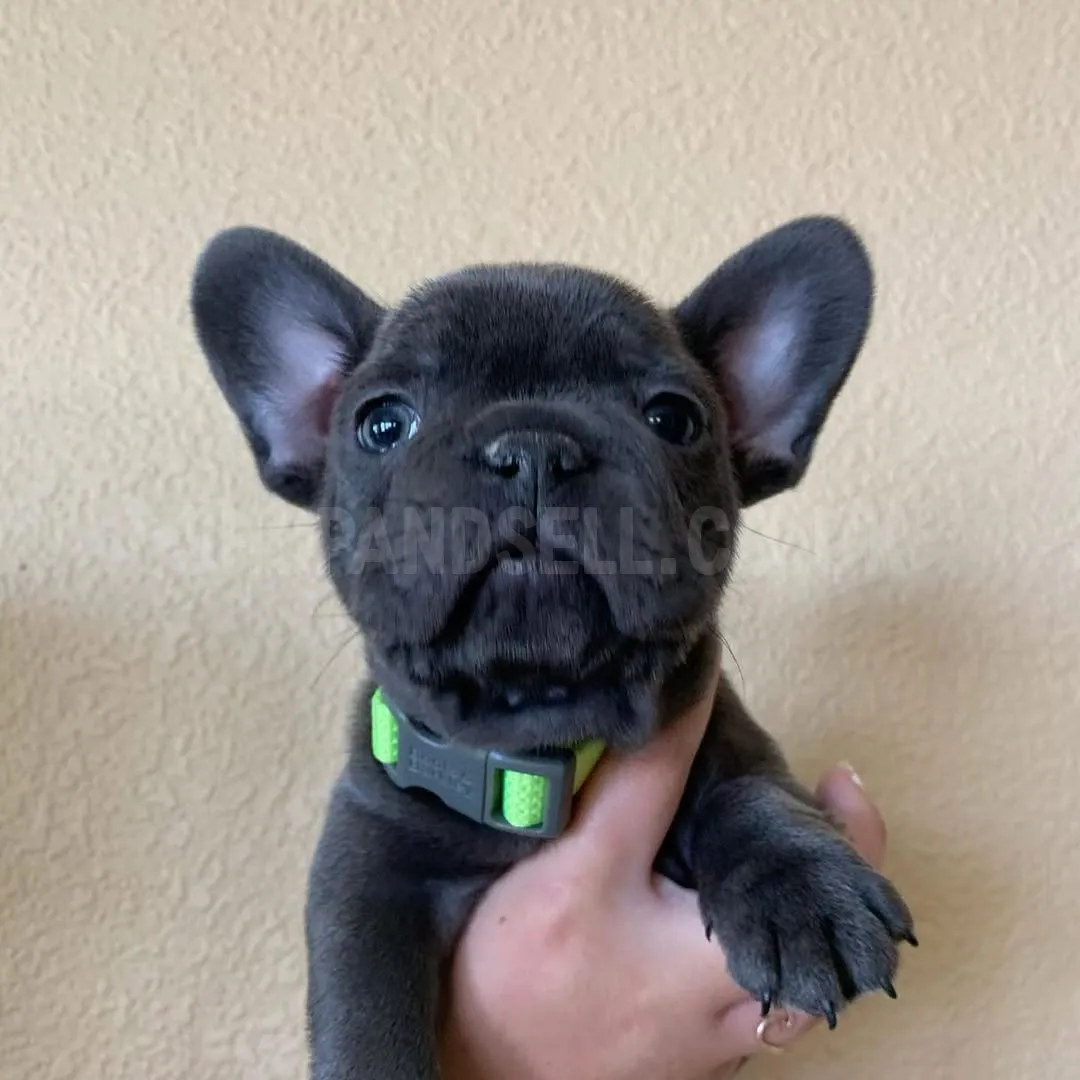 French Bulldog Puppies 