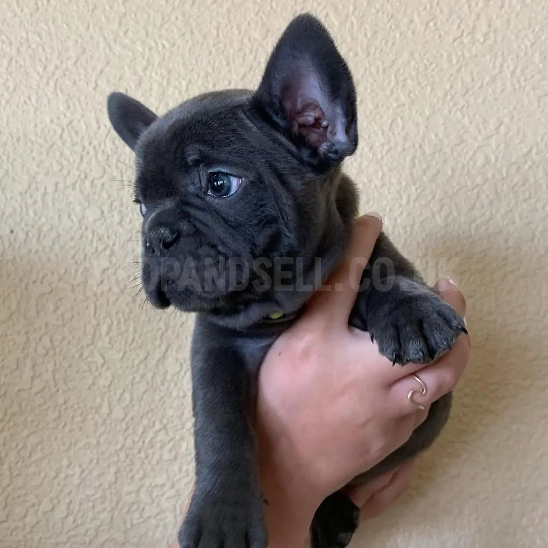 French Bulldog Puppies 
