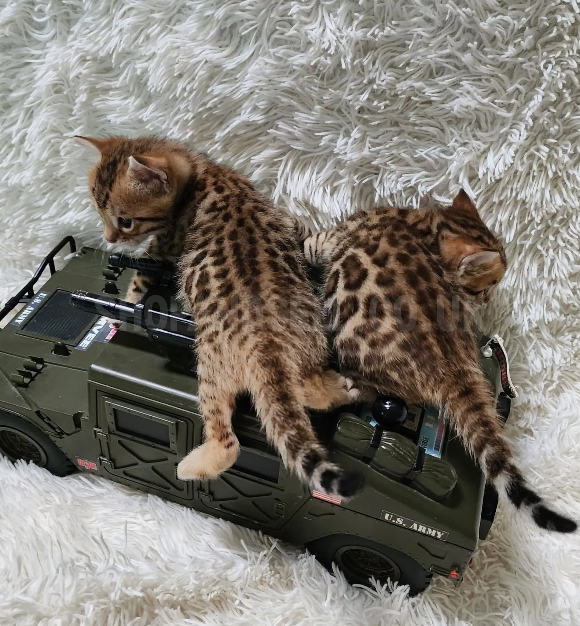 Gorgeous Bengal Kittens Ready