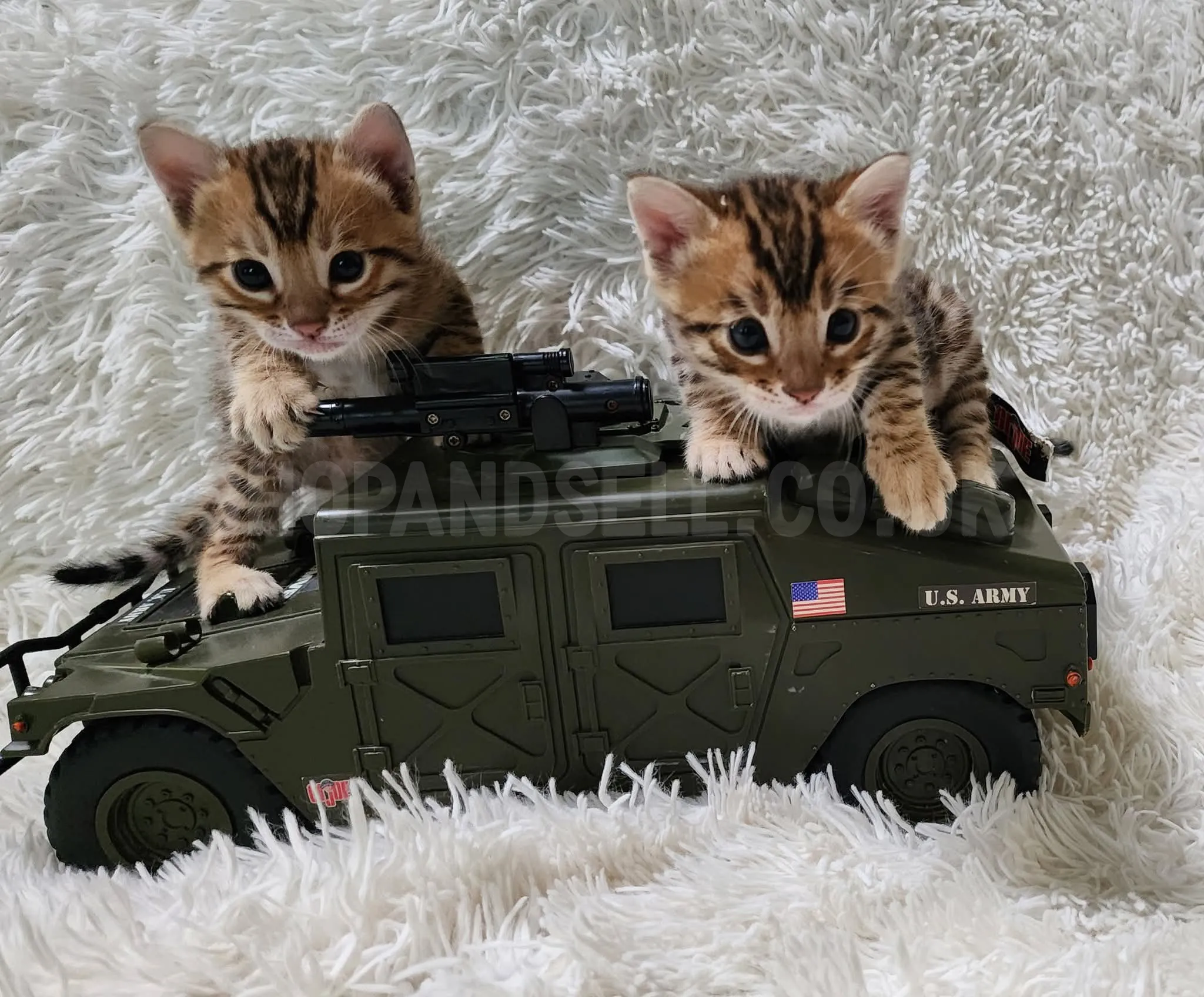 Gorgeous Bengal Kittens Ready