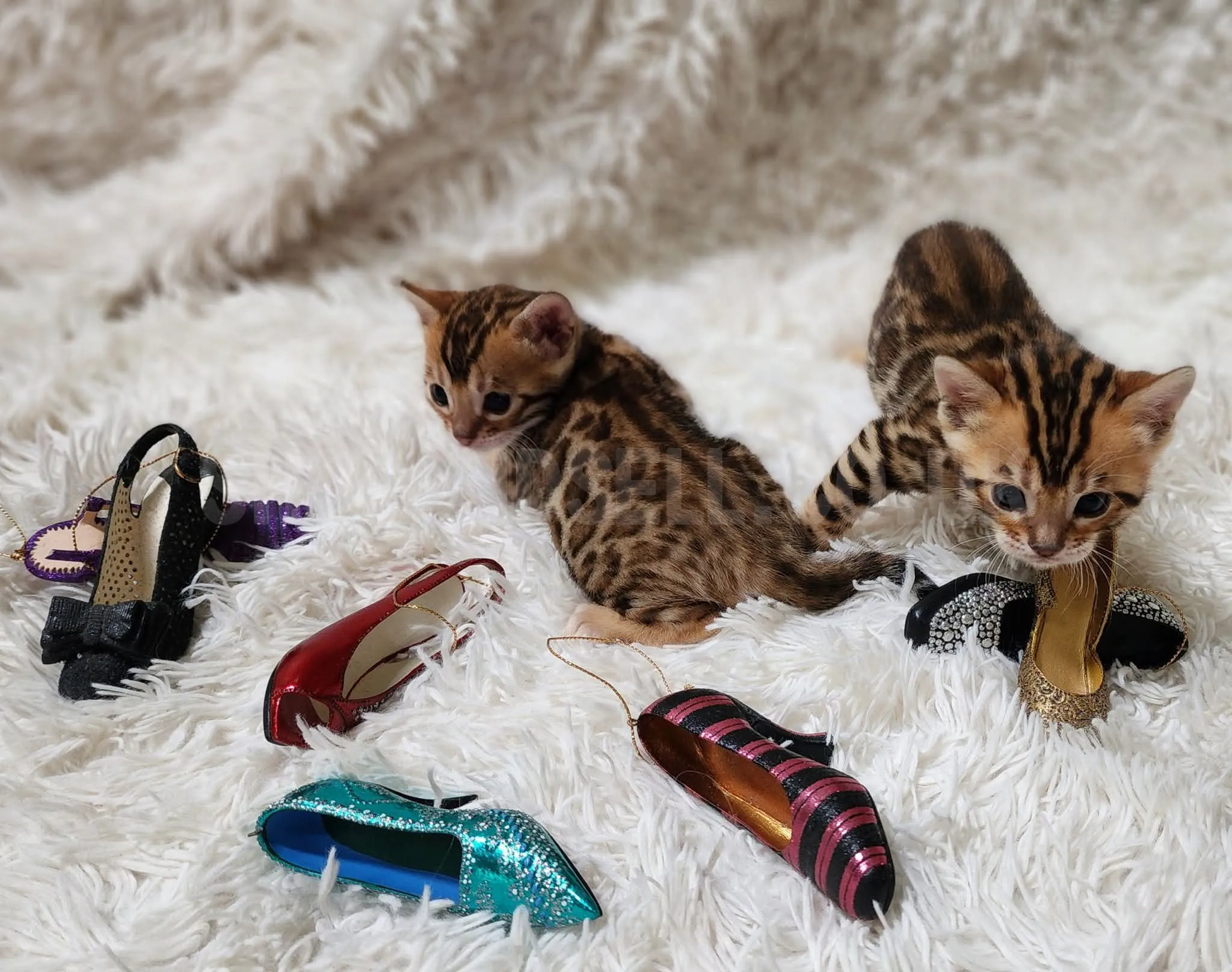 Gorgeous Bengal Kittens Ready