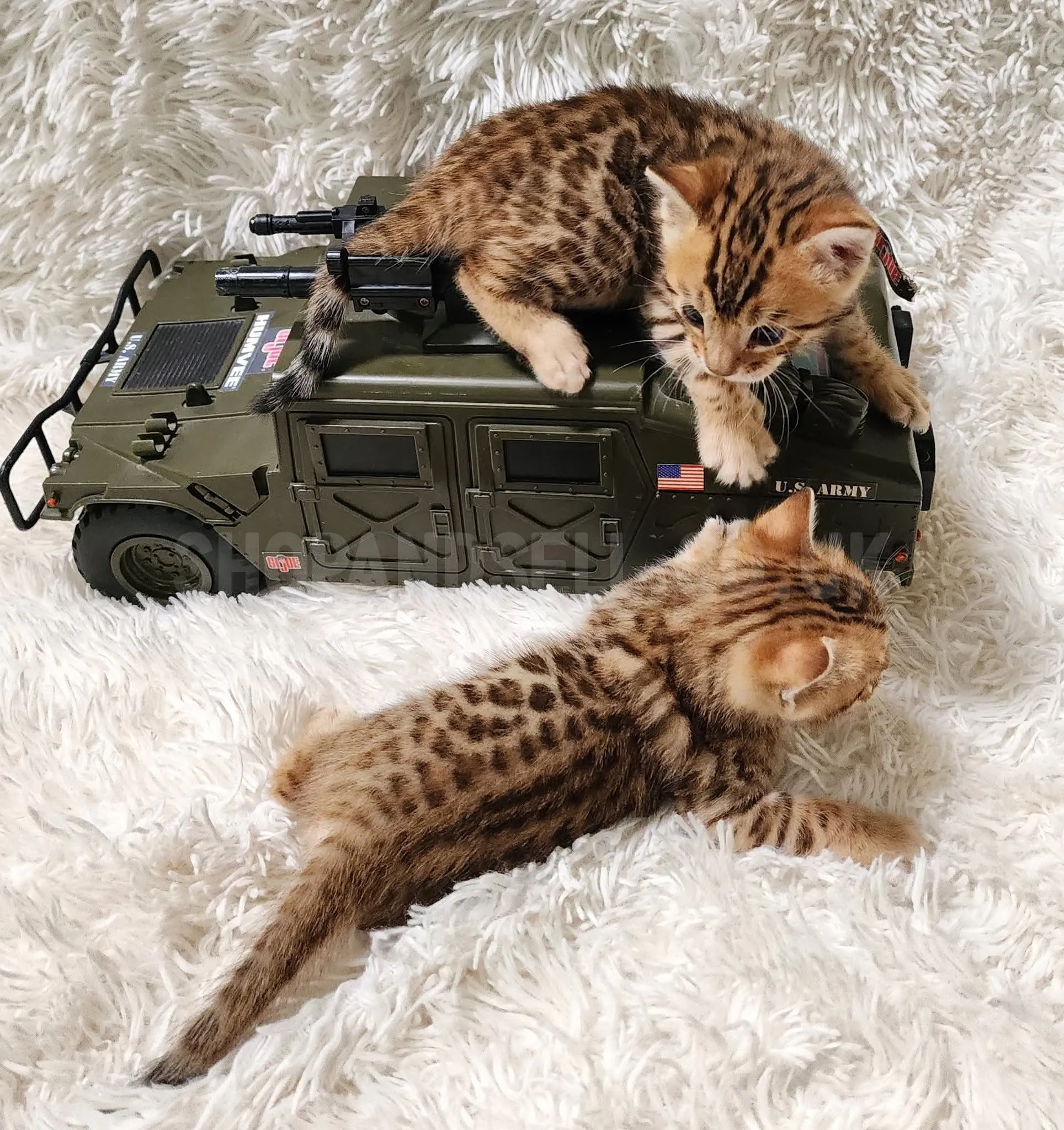 Gorgeous Bengal Kittens Ready