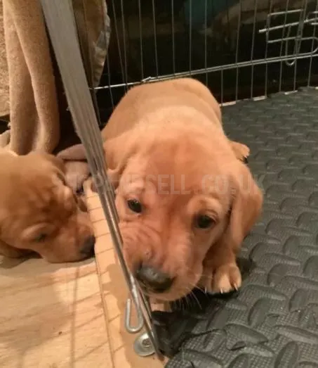 Fox red Labrador Retrievers pups for sale