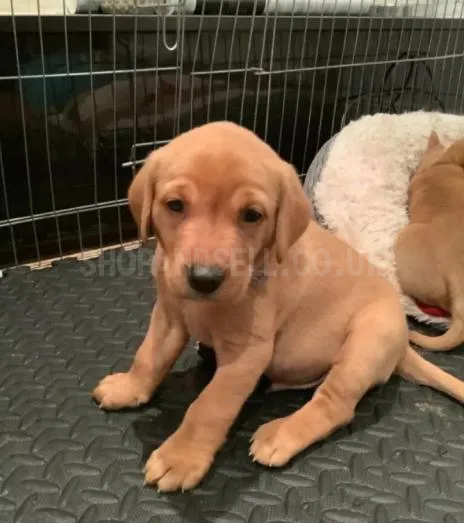 Fox red Labrador Retrievers pups for sale