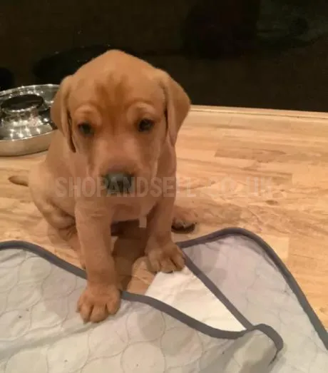 Fox red Labrador Retrievers pups for sale