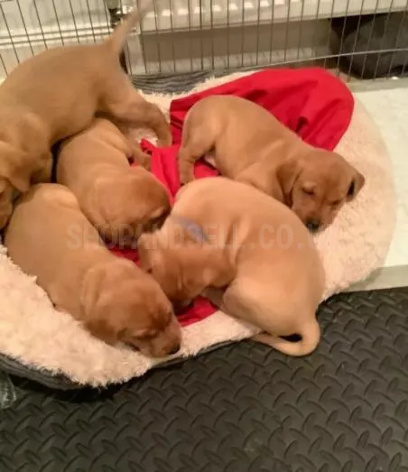 Fox red Labrador Retrievers pups for sale