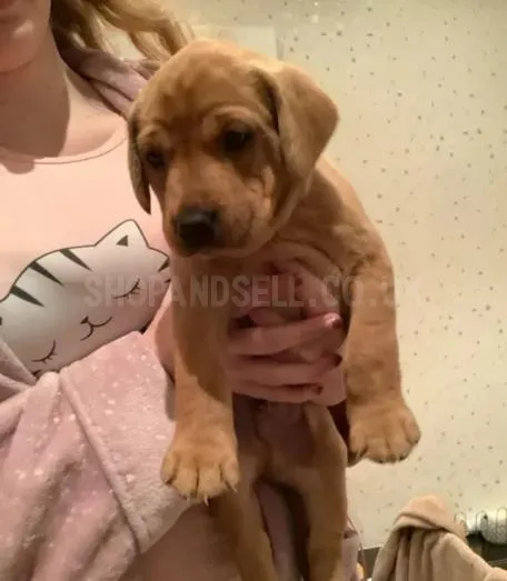 Fox red Labrador Retrievers pups for sale