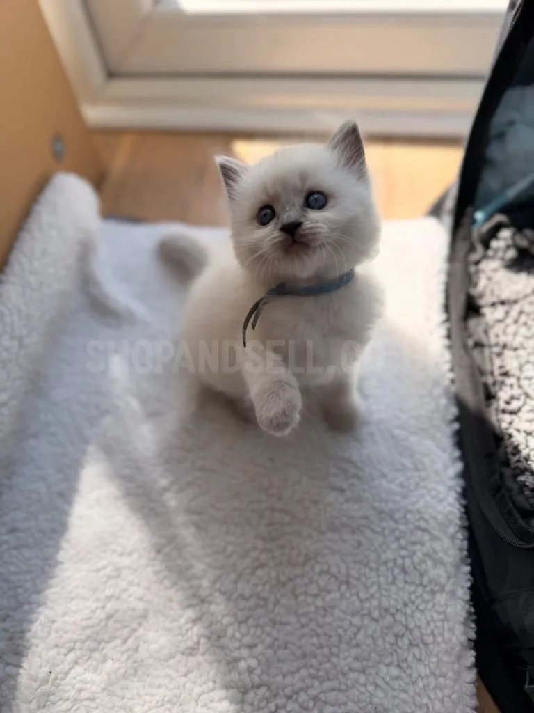 Adorable Ragdoll Kitten For Sale