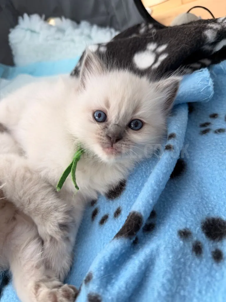 Adorable Ragdoll Kitten For Sale