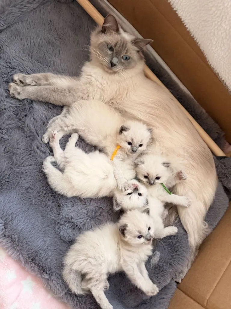 Adorable Ragdoll Kitten For Sale