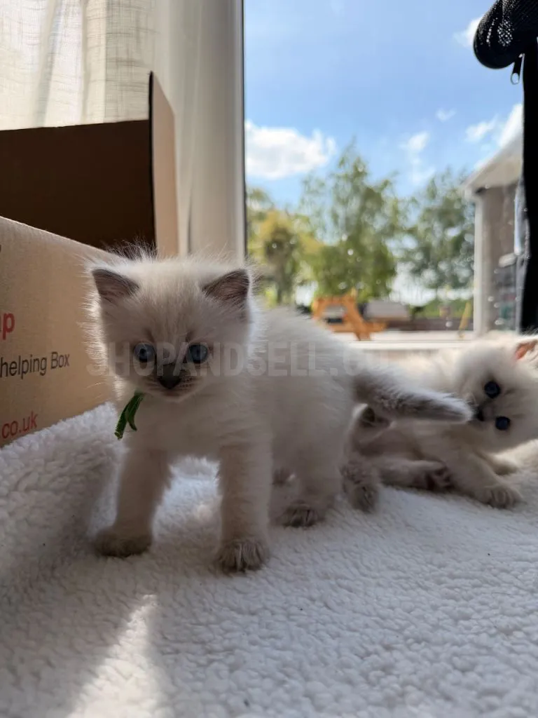 Adorable Ragdoll Kitten For Sale