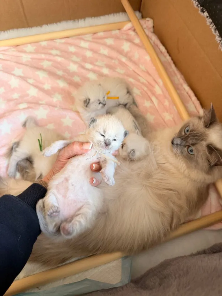 Adorable Ragdoll Kitten For Sale