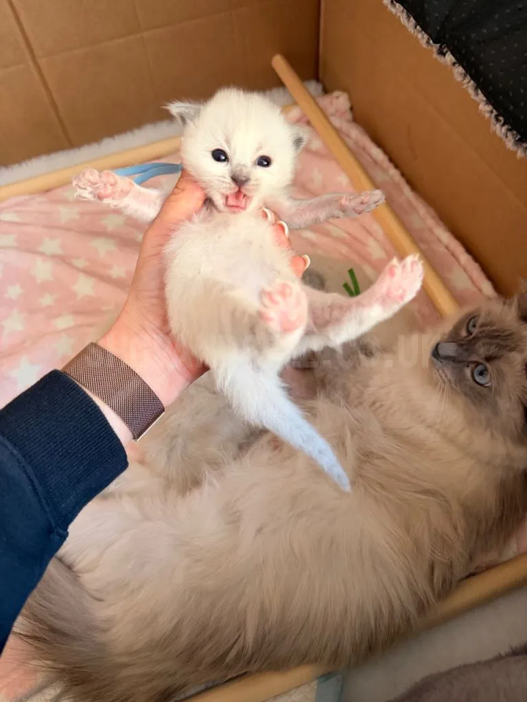 Adorable Ragdoll Kitten For Sale