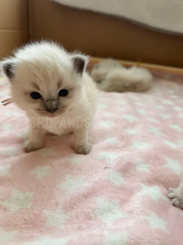 Adorable Ragdoll Kitten For Sale