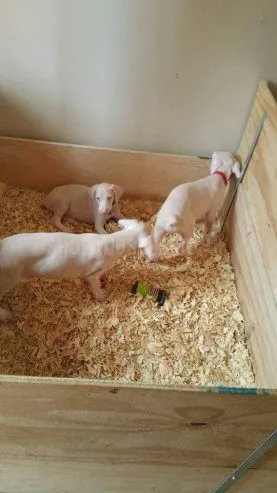 Unique Albino Doberman Puppies