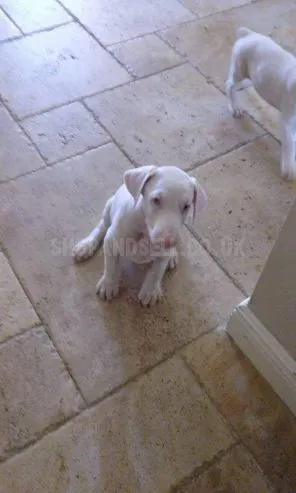 Unique Albino Doberman Puppies