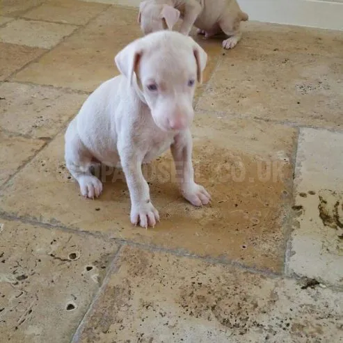 Unique Albino Doberman Puppies