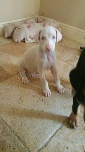 Unique Albino Doberman Puppies